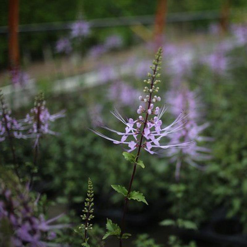 猫のひげ（ネコノヒゲ） ピンク花の苗 : 植物・園芸専門店 花育通販