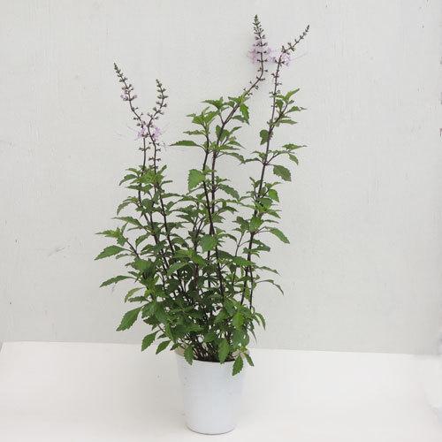 猫のひげ（ネコノヒゲ） ピンク花の苗 : 植物・園芸専門店 花育通販