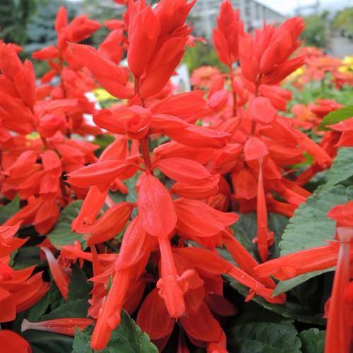 サルビアの苗 Ki Hananae 034 花育通販yahoo 店 通販 Yahoo ショッピング