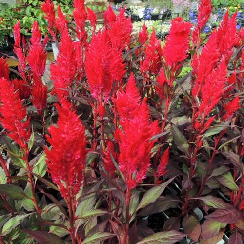 ケイトウの苗 : 植物・園芸専門店 花育通販Yahoo!店 - 通販 - Yahoo