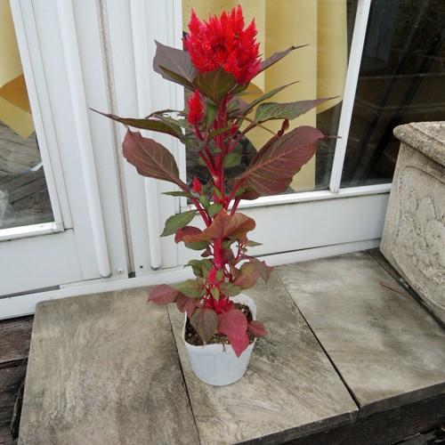 ケイトウの苗 : 植物・園芸専門店 花育通販Yahoo!店 - 通販 - Yahoo
