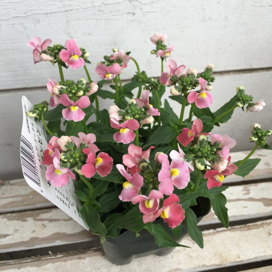 ネメシア メーテル サーモンピンクの苗 Ki Hananae 095 花育通販yahoo 店 通販 Yahoo ショッピング