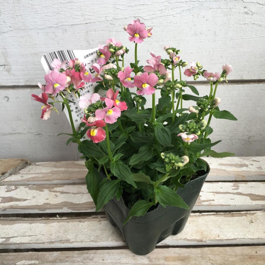 ネメシア・メーテル・サーモンピンクの苗 : 植物・園芸専門店 花育通販