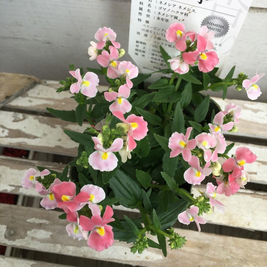 ネメシア メーテル 萌々子 ももこ の苗 Ki Hananae 097 花育通販yahoo 店 通販 Yahoo ショッピング