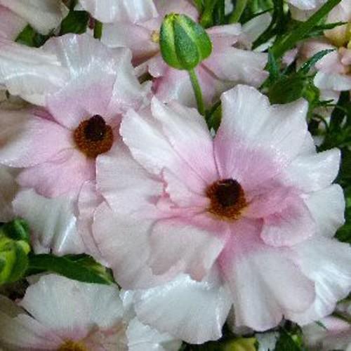 冷蔵処理 開花大株 ラナンキュラス ラックス アリアドネの苗 5号鉢 Ki Hananae 101 花育通販yahoo 店 通販 Yahoo ショッピング