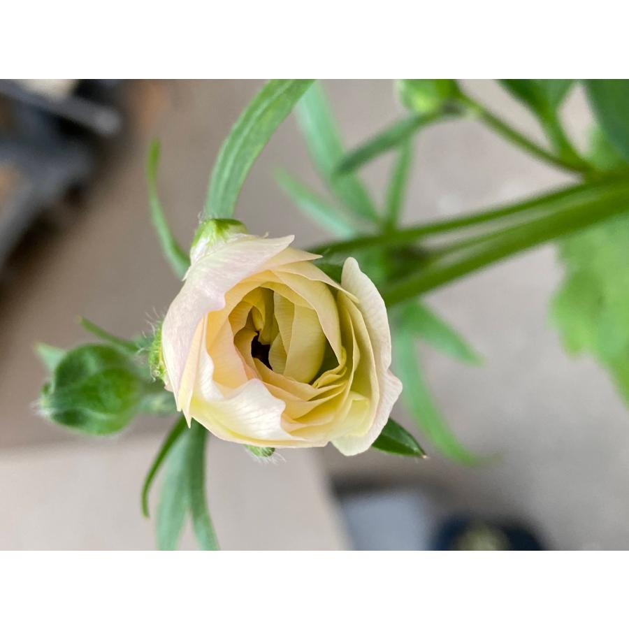 開花見込み株 ラナンキュラス ラックス アリアドネの苗 5号鉢 冷蔵処理