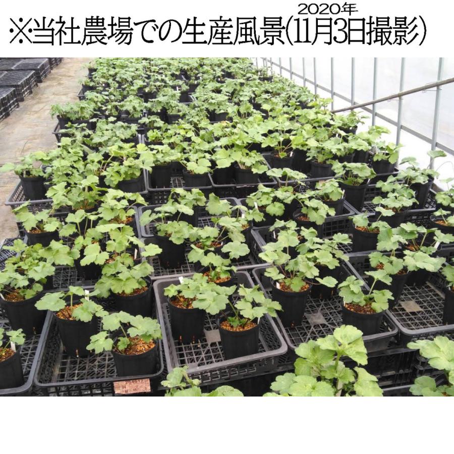 冷蔵処理 芽出し苗 ラナンキュラス ラックス アリアドネの苗 5号鉢 Ki Hananae 101 花育通販yahoo 店 通販 Yahoo ショッピング