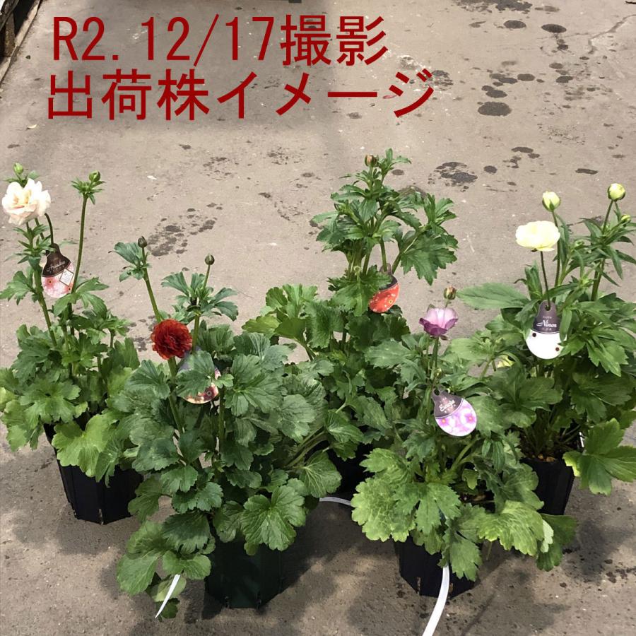 冷蔵処理 開花大株 ラナンキュラス ラックス アリアドネの苗 5号鉢 Ki Hananae 101 花育通販yahoo 店 通販 Yahoo ショッピング