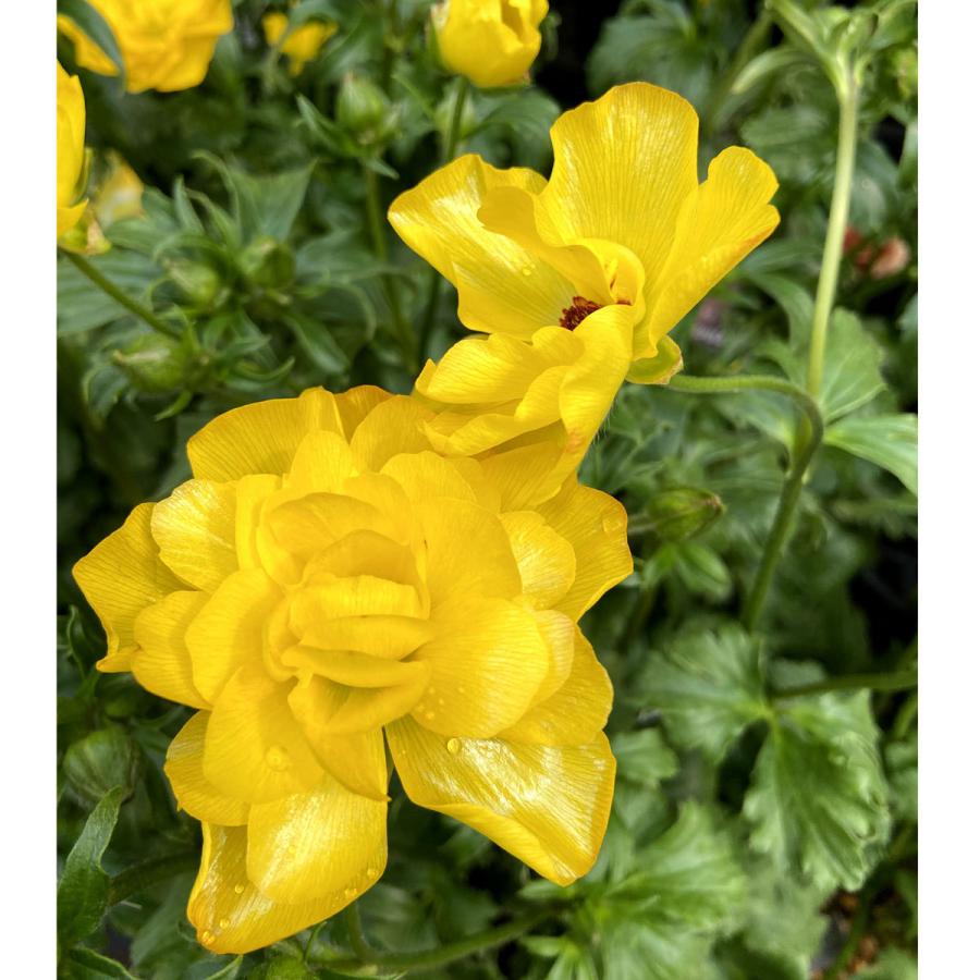 ラナンキュラス ラックス アルテミスの苗 年11月10日以降順次発送予定 Ki Hananae 104 花育通販yahoo 店 通販 Yahoo ショッピング