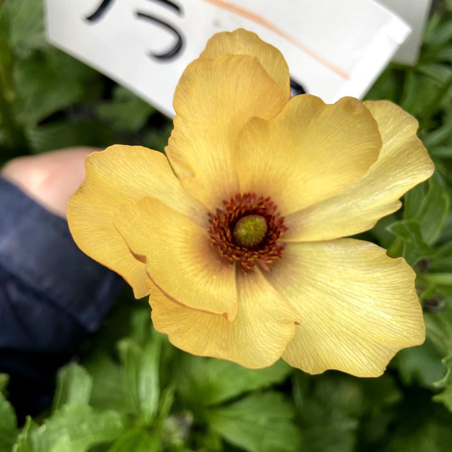 春開花見込み芽だし株 ラナンキュラス ラックス ウラノスの苗 12cm