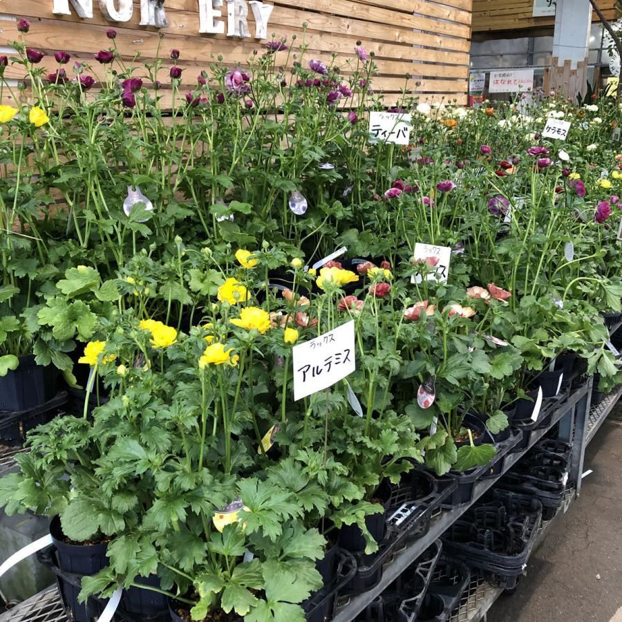 冷蔵処理 芽出し苗 ラナンキュラス ラックス アイオリアの苗 5号鉢 Ki Hananae 107 花育通販yahoo 店 通販 Yahoo ショッピング