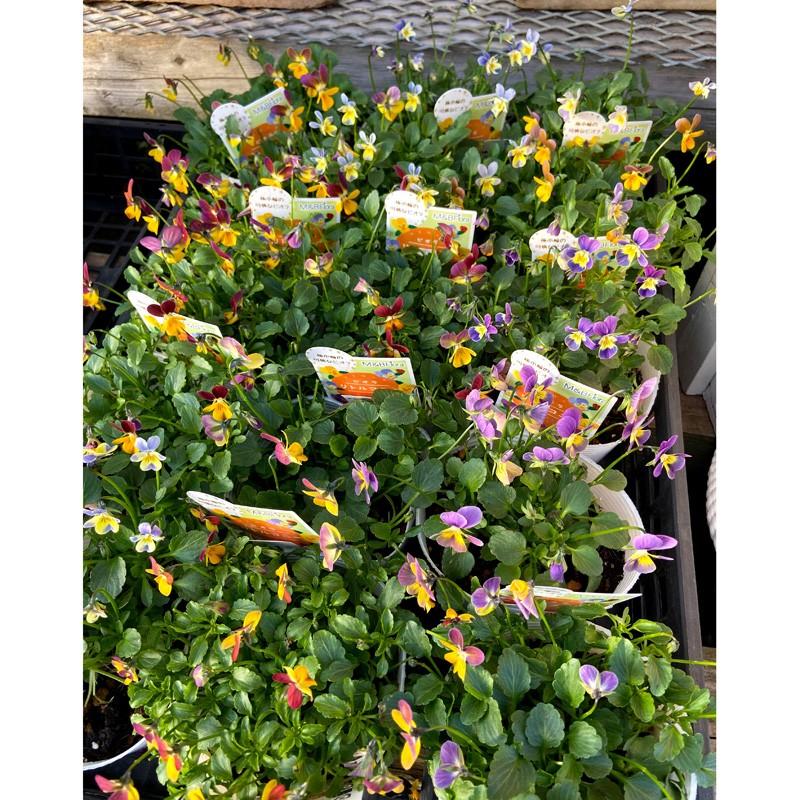 ビオラ リトルコニーの苗 ミックスアソート３株 Ki Hananae 110 花育通販yahoo 店 通販 Yahoo ショッピング