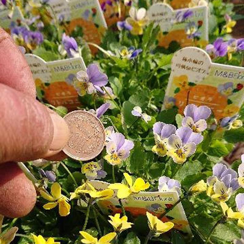 ビオラ リトルコニーの苗 ミックスアソート３株 Ki Hananae 110 花育通販yahoo 店 通販 Yahoo ショッピング