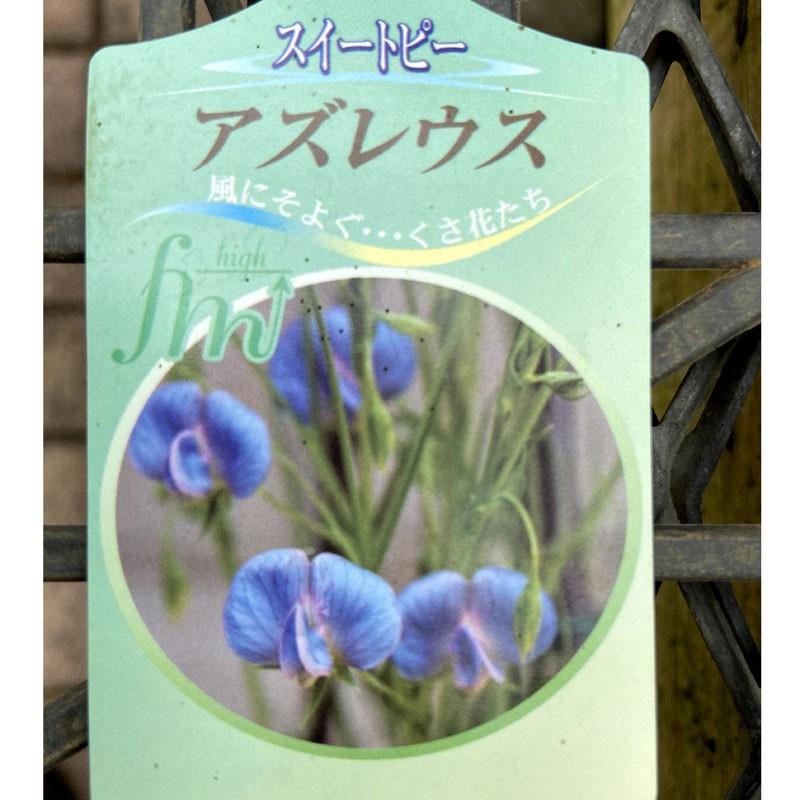 スイートピー・アズレウスの苗 : 植物・園芸専門店 花育通販Yahoo!店