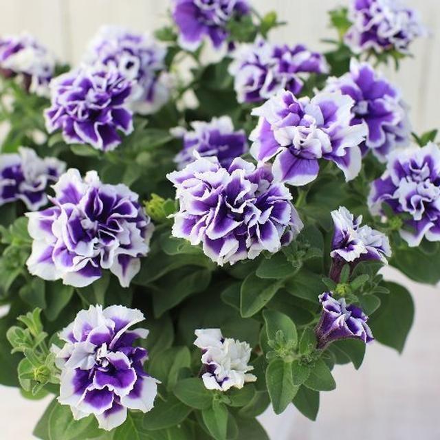 ペチュニア ヴァンサンカン ブルーピコティの苗 Ki Hananae 126 花育通販yahoo 店 通販 Yahoo ショッピング