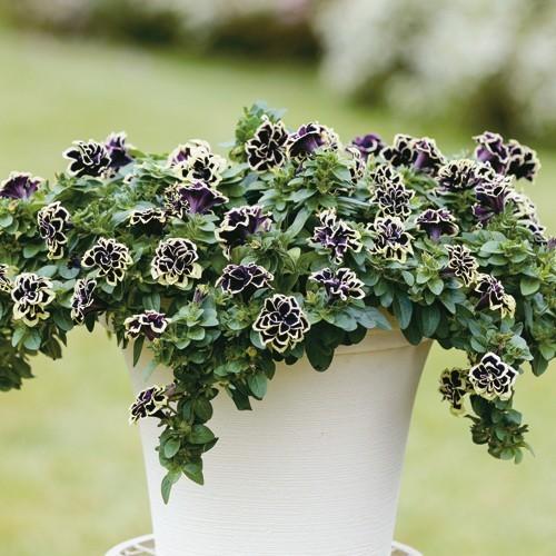 ペチュニア 花衣 黒真珠の苗 Ki Hananae 132 花育通販yahoo 店 通販 Yahoo ショッピング