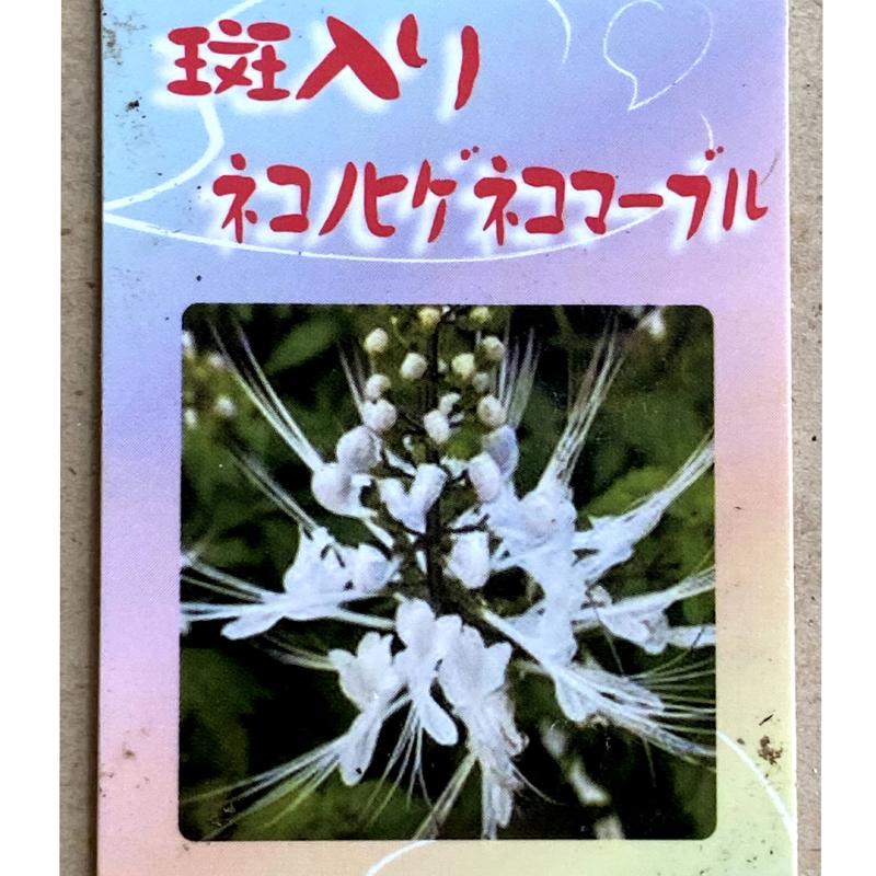 斑入り猫のひげ ネコノヒゲ ネコマーブルの苗 Ki Hananae 137 花育通販yahoo 店 通販 Yahoo ショッピング