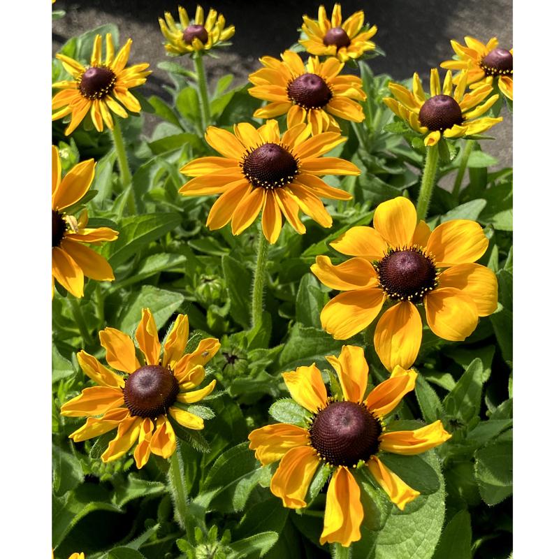 ルドベキア トトゴールド の苗 Ki Hananae 139 花育通販yahoo 店 通販 Yahoo ショッピング