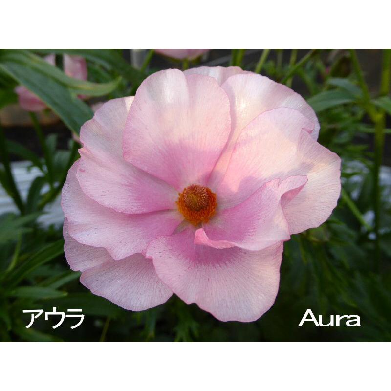 冷蔵処理 芽出し苗 ラナンキュラス ラックス アウラの苗 5号鉢 Ki Hananae 156 花育通販yahoo 店 通販 Yahoo ショッピング