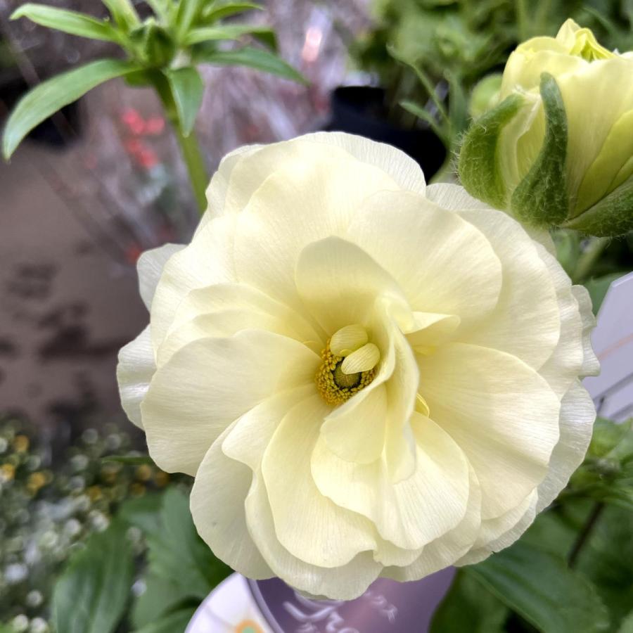 春開花見込み芽出し株 ラナンキュラス ラックス グレーシス 12cm