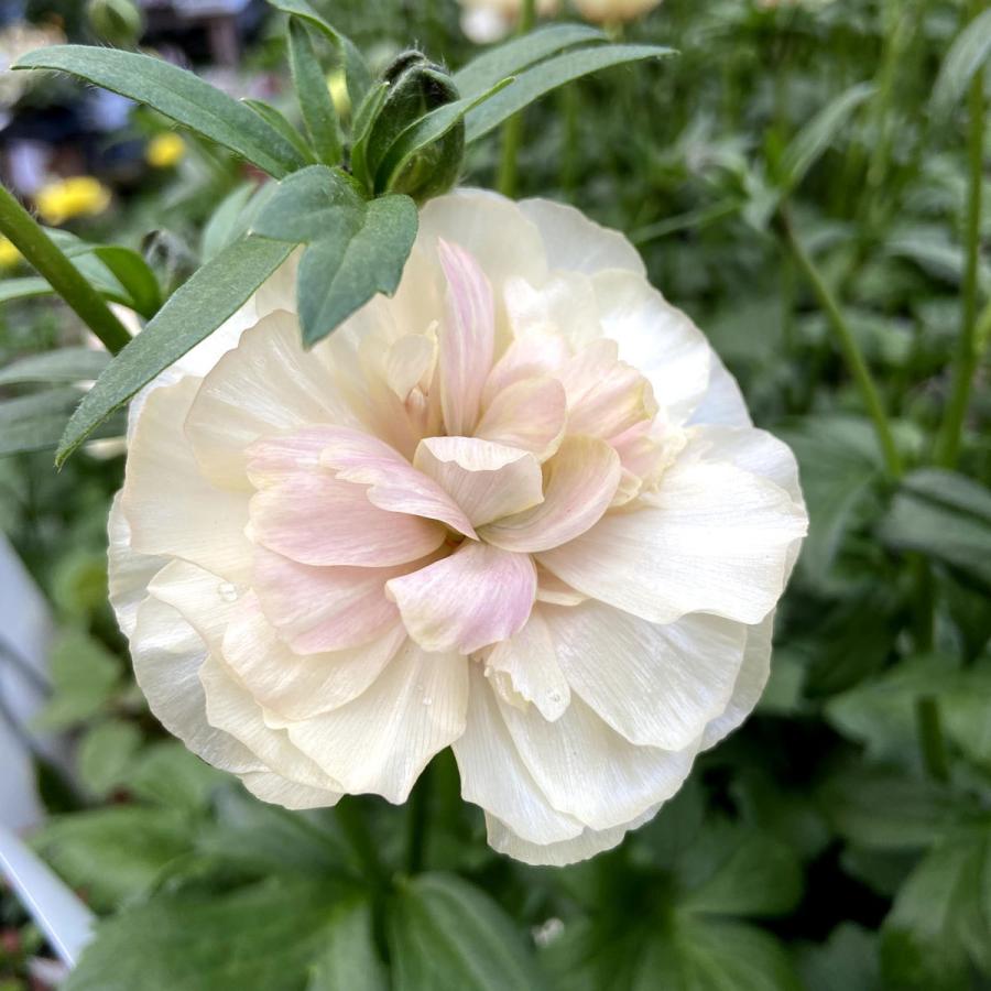 冷蔵処理 開花大株 ラナンキュラス ラックス ケラモスの苗 5号鉢 Ki Hananae 159 花育通販yahoo 店 通販 Yahoo ショッピング