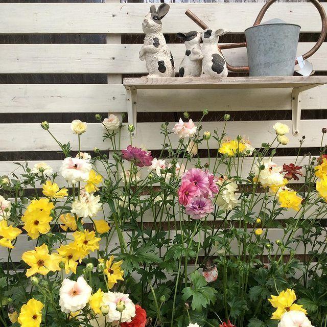 開花見込み株 ラナンキュラス ラックス ティーバの苗 5号鉢 冷蔵処理