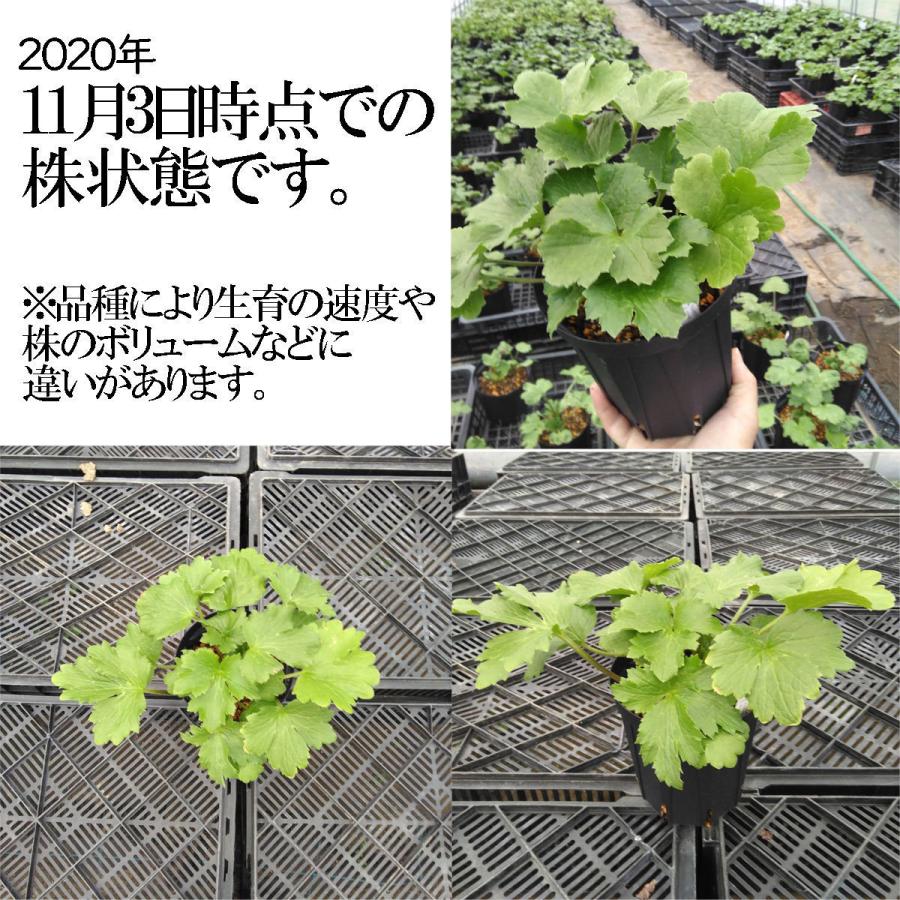 冷蔵処理 芽出し苗 ラナンキュラス ラックス ニノスの苗 5号鉢 Ki Hananae 162 花育通販yahoo 店 通販 Yahoo ショッピング