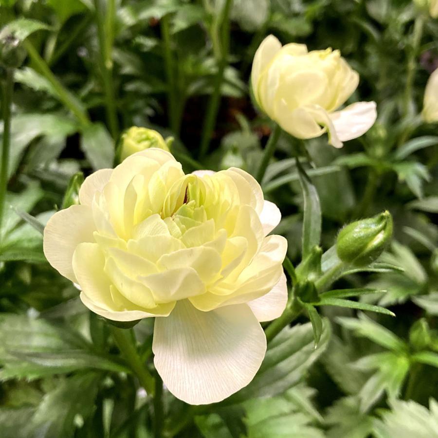 冷蔵処理 芽出し苗 ラナンキュラス ラックス ニノスの苗 5号鉢 Ki Hananae 162 花育通販yahoo 店 通販 Yahoo ショッピング