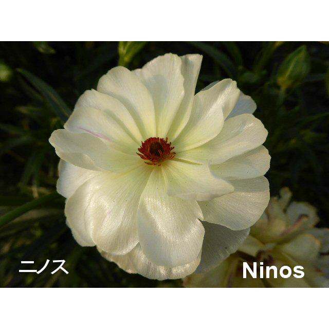 冷蔵処理 芽出し苗 ラナンキュラス ラックス ニノスの苗 5号鉢 Ki Hananae 162 花育通販yahoo 店 通販 Yahoo ショッピング