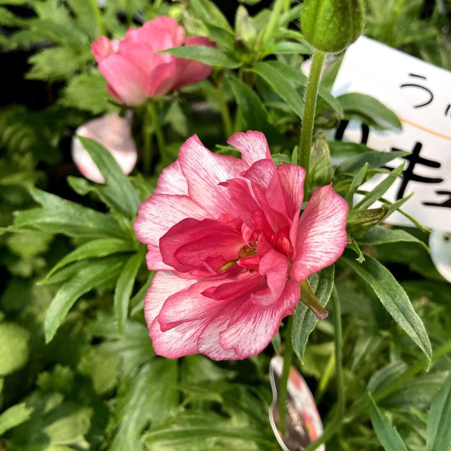 開花見込み株 ラナンキュラス ラックス リキュアの苗 5号鉢 冷蔵処理