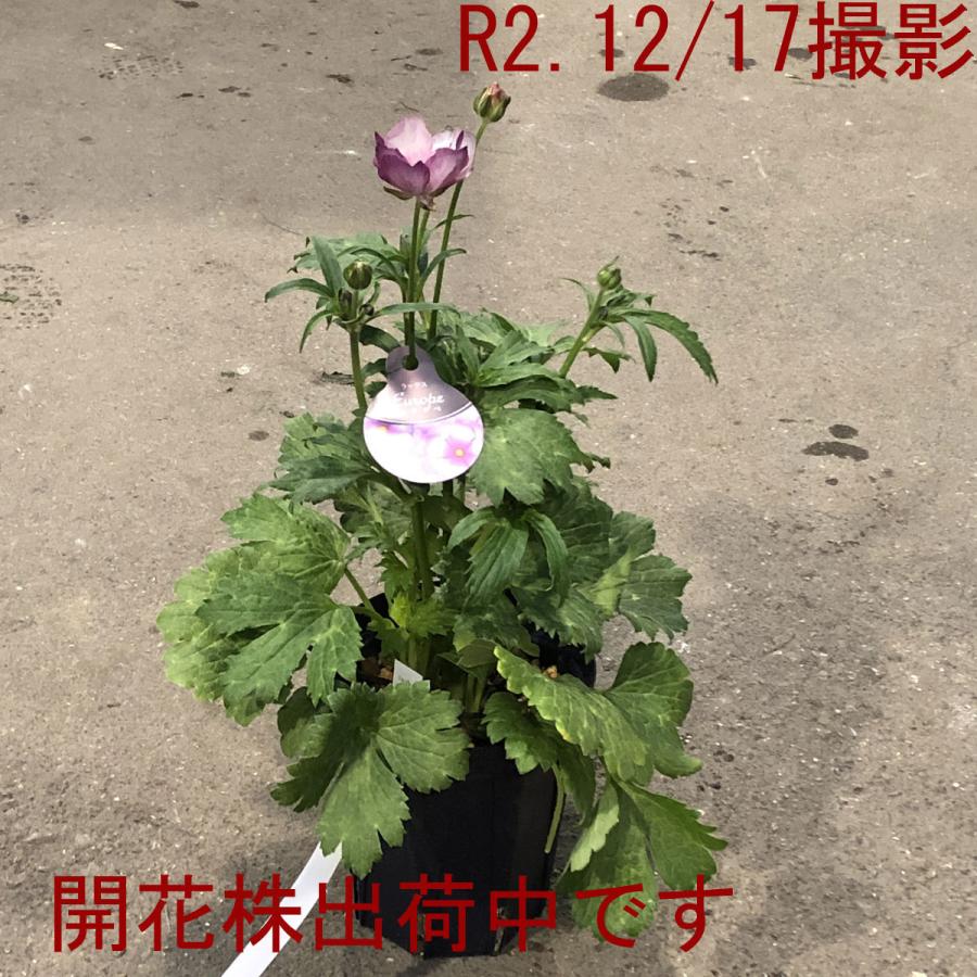 開花見込み株 ラナンキュラス ラックス リキュアの苗 5号鉢 冷蔵処理
