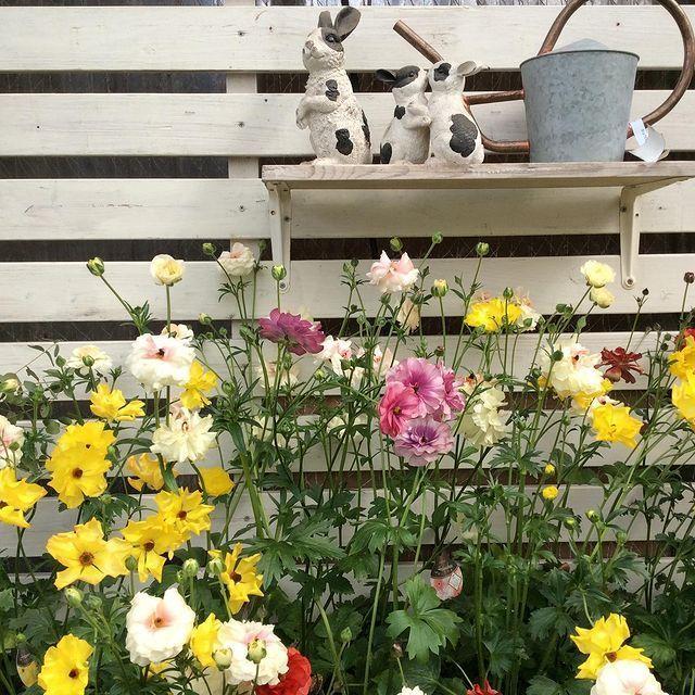 開花見込み株 ラナンキュラス ラックス リキュアの苗 5号鉢 冷蔵処理