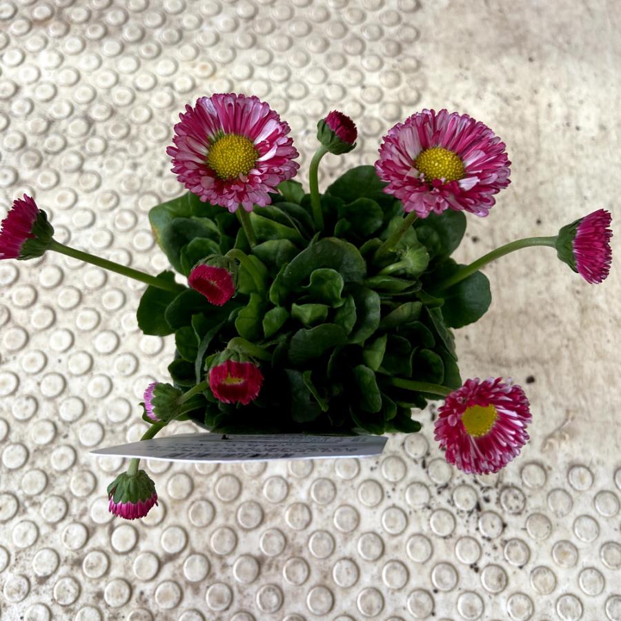 デージー「キャンディーポップ」の苗 : 植物・園芸専門店 花育