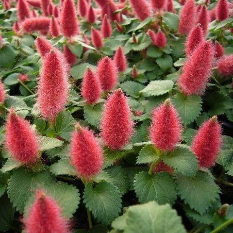 アカリファ レプタンス キャットテール の苗 Ki Hananae 187 花育通販yahoo 店 通販 Yahoo ショッピング