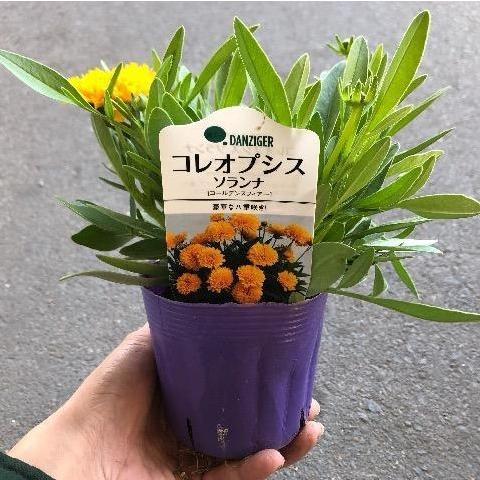 コレオプシス'ソランナ ゴールデンスフィアの苗 : 植物・園芸専門店 花