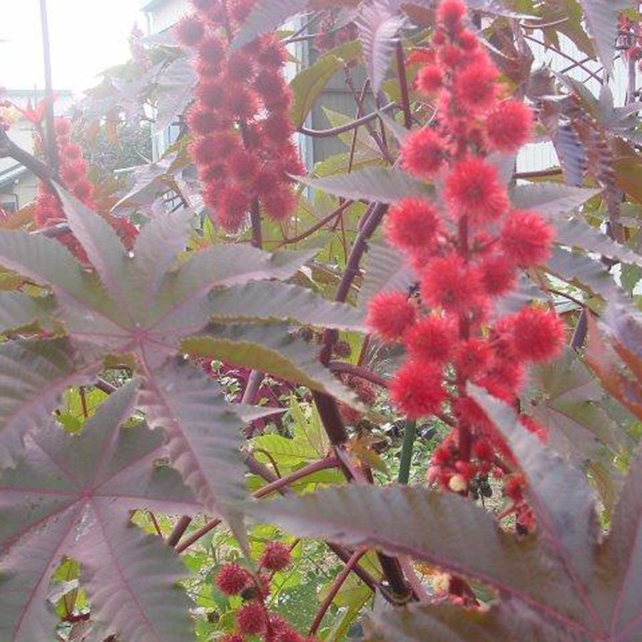 トウゴマ 銅葉ヒマ の苗 Ki Hananae 190 花育通販yahoo 店 通販 Yahoo ショッピング