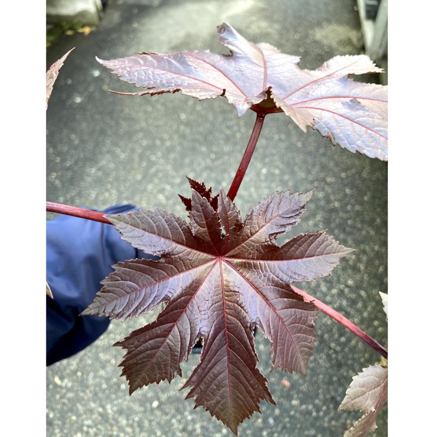 トウゴマ 銅葉ヒマ の苗 Ki Hananae 190 花育通販yahoo 店 通販 Yahoo ショッピング