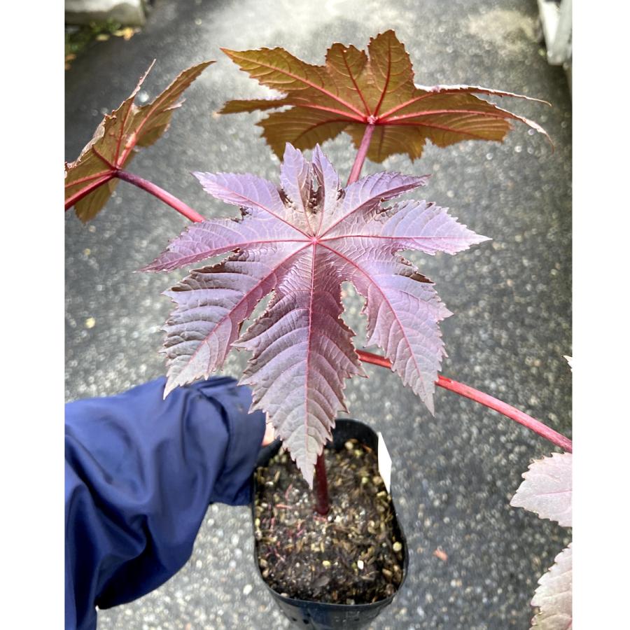 トウゴマ 銅葉ヒマ の苗 Ki Hananae 190 花育通販yahoo 店 通販 Yahoo ショッピング