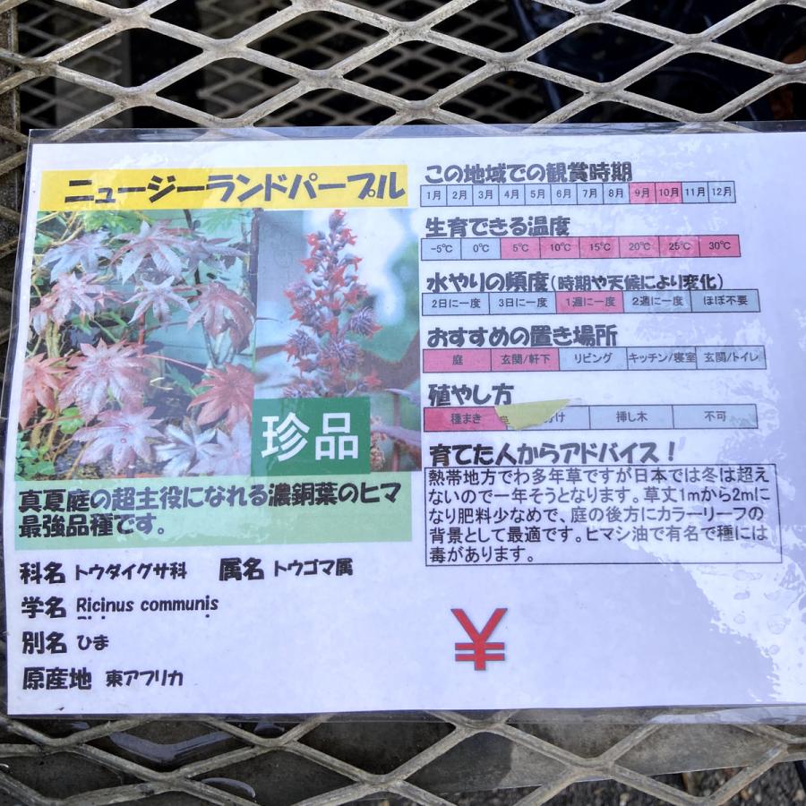 トウゴマ 銅葉ヒマ の苗 Ki Hananae 190 花育通販yahoo 店 通販 Yahoo ショッピング