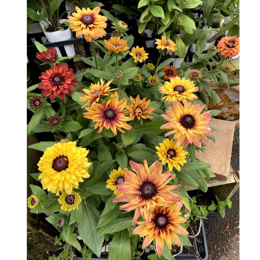 ルドベキア 苗 アーバンサファリ サハライエロー 2株 花苗 Pw ルドベキアの苗 6月発送 全国一律送料無料