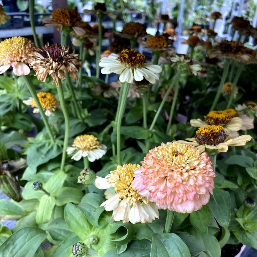 百日草 ジニア シンデレラ ピーチ の苗 Kristiananderin Com