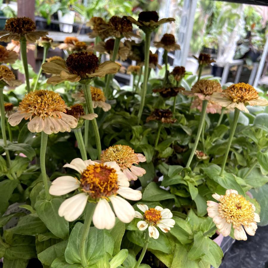 百日草（ジニア）「シンデレラ ピーチ」の苗 : 植物・園芸専門店 花育