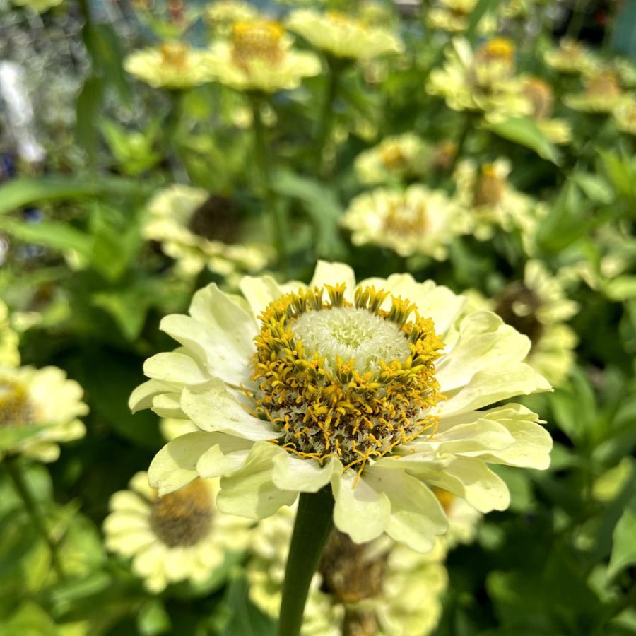 百日草 ジニア ライム の苗 Ki Hananae 4 花育通販yahoo 店 通販 Yahoo ショッピング