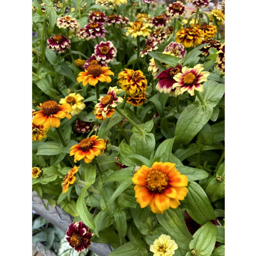 高評価 姫百日草 苗 オレンジ 3 5号 ジニア リネアリス 花苗 夏花壇に 2707