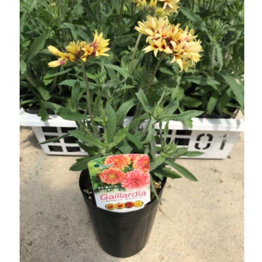 ガイラルディア ガリア「コーラルスパーク」の苗 : 植物・園芸専門店 