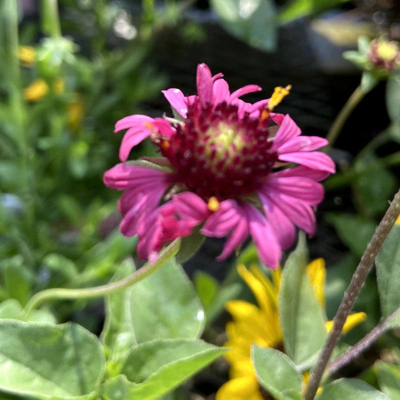 ガイラルディア 「グレープセンセーション」の苗 : 植物・園芸専門店