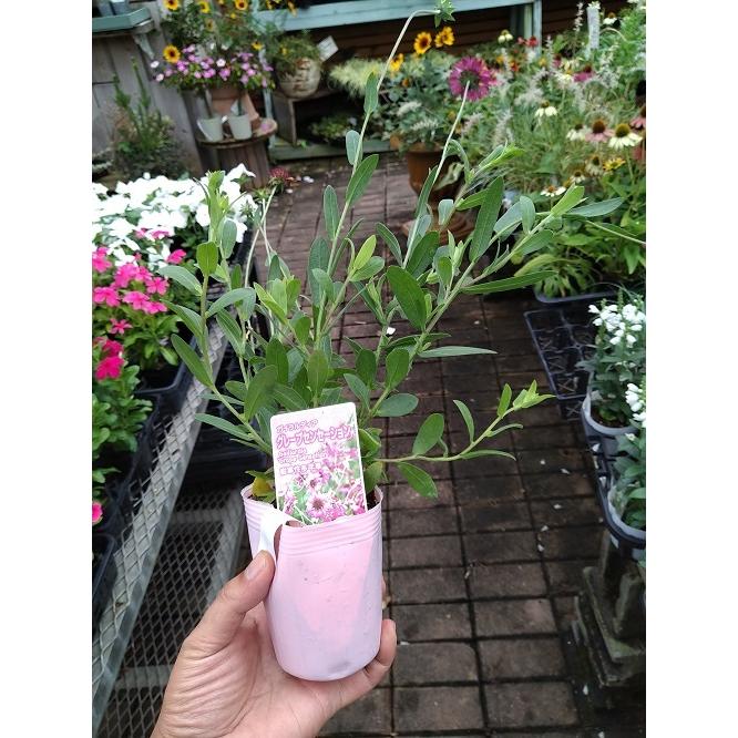 ガイラルディア 「グレープセンセーション」の苗 : 植物・園芸専門店