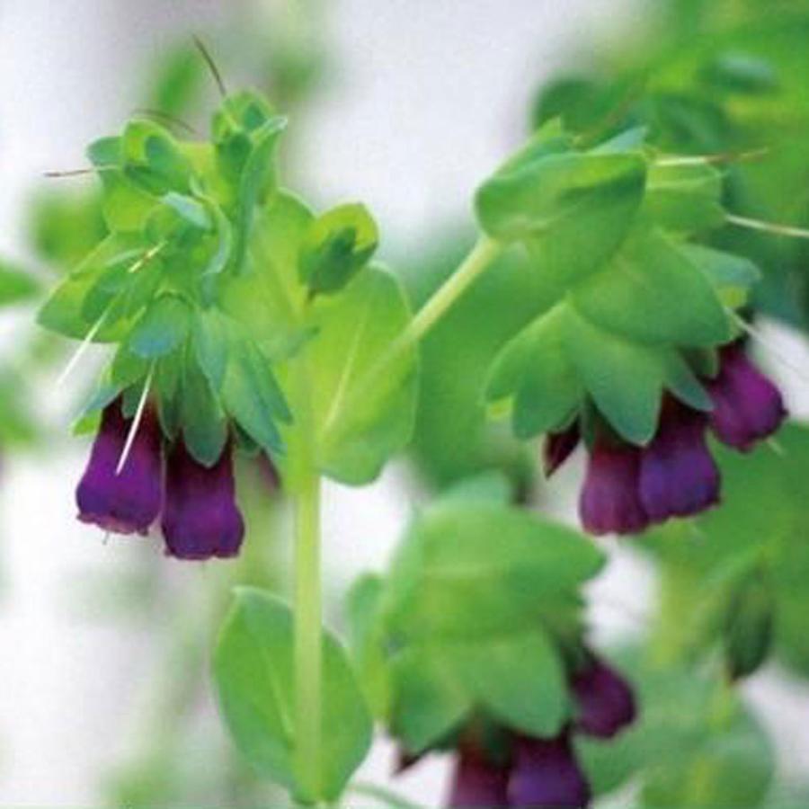 セリンセ マヨールの苗 : 植物・園芸専門店 花育通販Yahoo!店 - 通販
