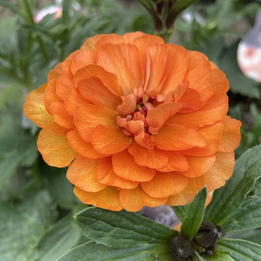 春開花見込み芽だし株 ラナンキュラス ラックス ガラテアの苗 12cm