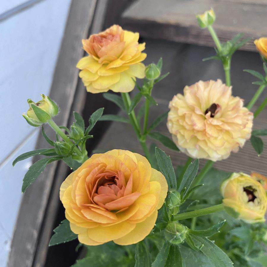 春開花見込み芽出し苗 ラナンキュラス ラックス ベスタリス 12cm